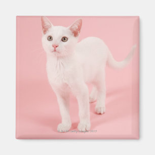 Ung vitkatt 2 magnet