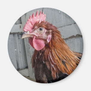 Ung Welsummer tupphöna Magnet