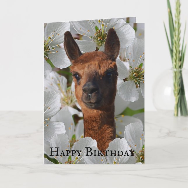 Unga Alpaca i vita Blommar. Kort (Framsida)