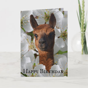 Unga Alpaca i vita Blommar. Kort