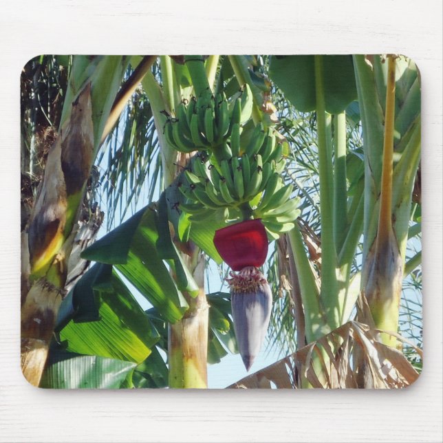 Unga bananer musmatta (Framsidan)