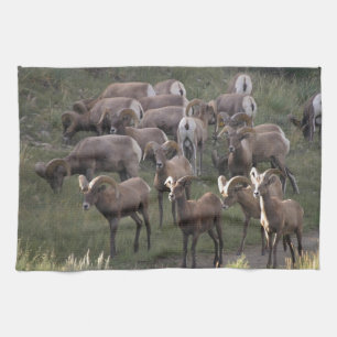 Unga Bighorn får Kökshandduk