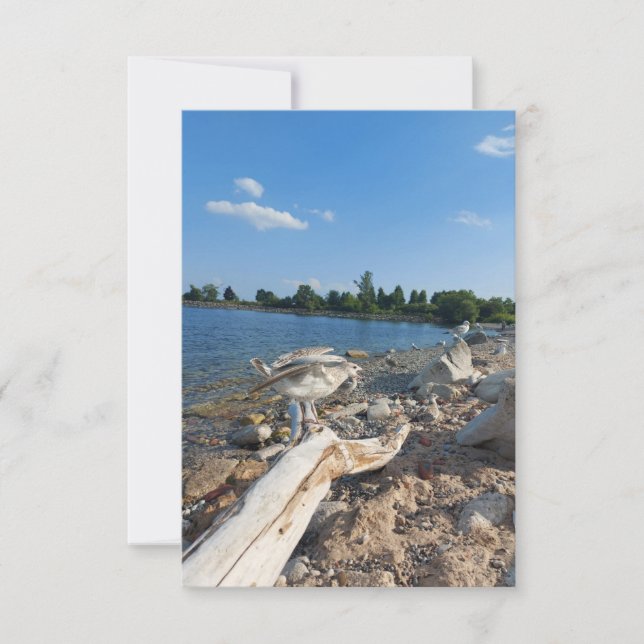 Unga Fiskmås vid sjö (Framsida)