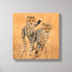 unga geparder (Acinonyx Jubatus) springer Canvastryck