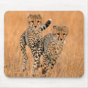 unga geparder (Acinonyx Jubatus) springer Musmatta