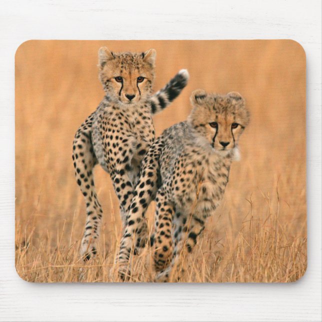 unga geparder (Acinonyx Jubatus) springer Musmatta (Framsidan)
