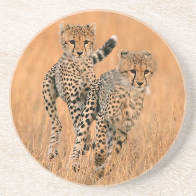unga geparder (Acinonyx Jubatus) springer Underlägg (Framsidan)
