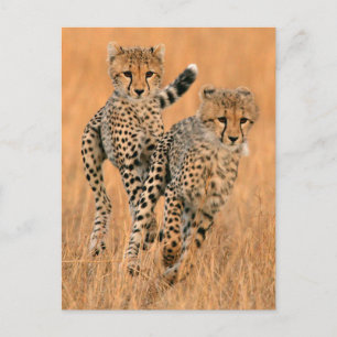 unga geparder (Acinonyx Jubatus) springer Vykort