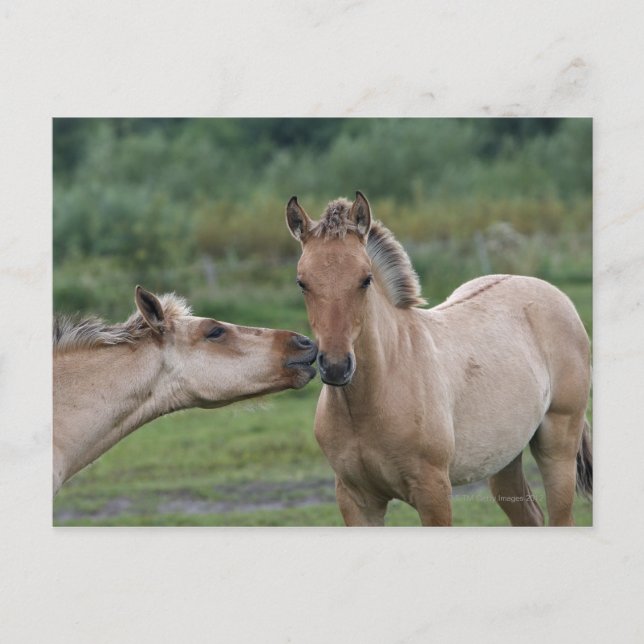 Unga Henson-hästar möts av varandra Vykort (Framsida)