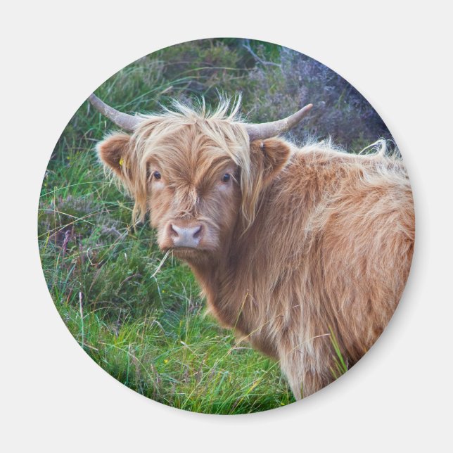 Unga Highland Ko Magnet (Framsidan)