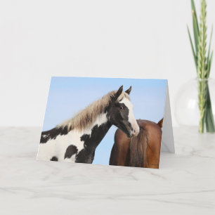 Unga hingstallion "Pinyon"-kort för mappade hälsni Kort