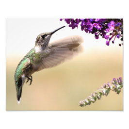 Unga hummingbird matar på vår gård fototryck
