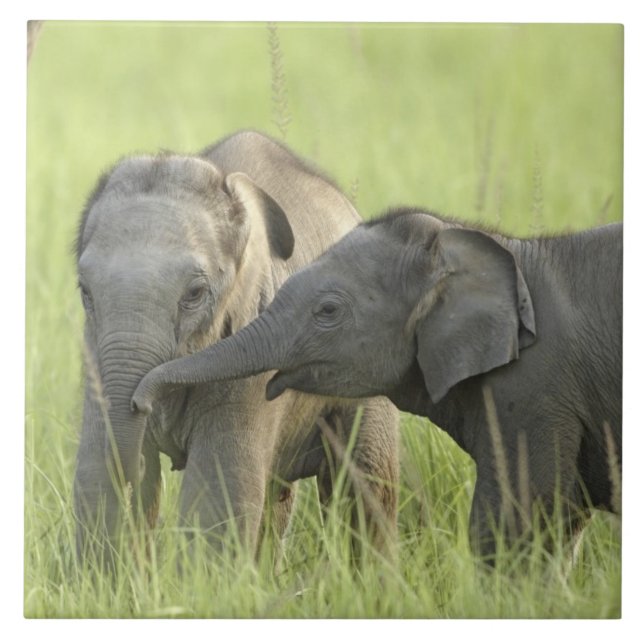 Unga, indiska/asiatiska elefanter kakelplatta (Framsidan)