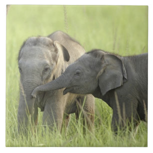 Unga individer av Indisk / Asiatisk Elefant Kakelplatta