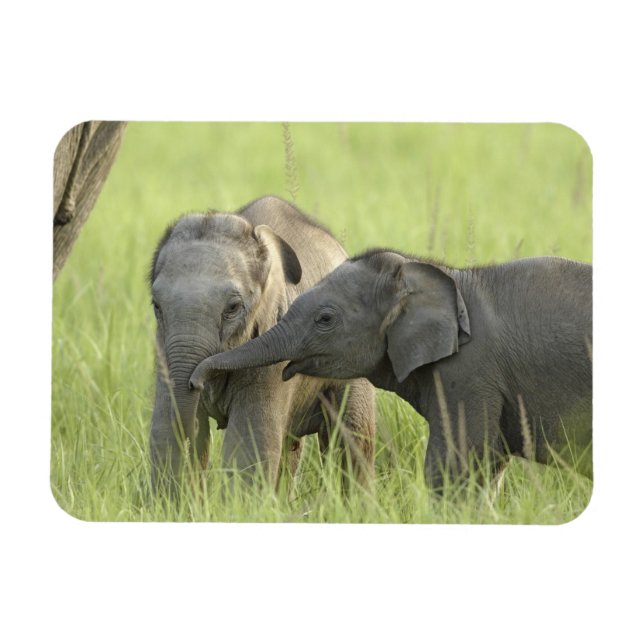 Unga individer av Indisk / Asiatisk Elefant Magnet (Horisontell)