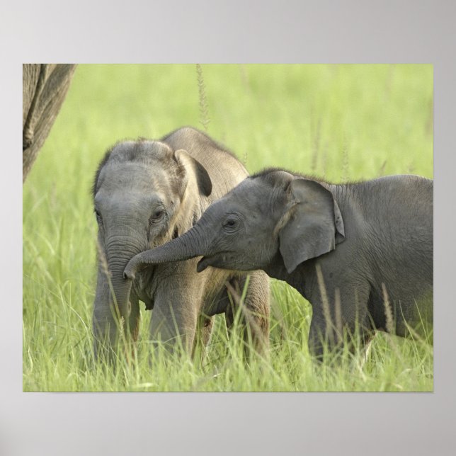 Unga individer av Indisk / Asiatisk Elefant Poster (Framsidan)