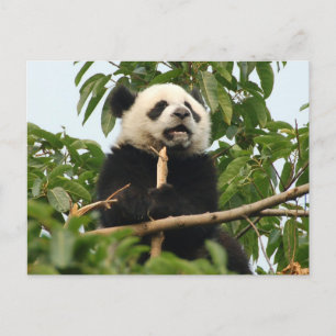 Unga jättepanda - vykort
