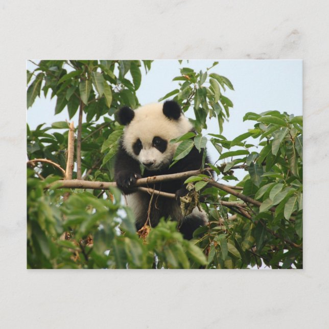 Unga jättepanda - vykort (Framsida)