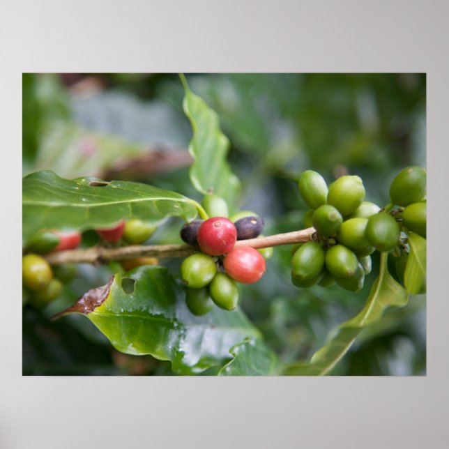 Unga kaffeväxter poster (Framsidan)