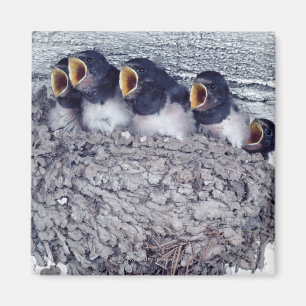 unga ladugårdsvalor magnet