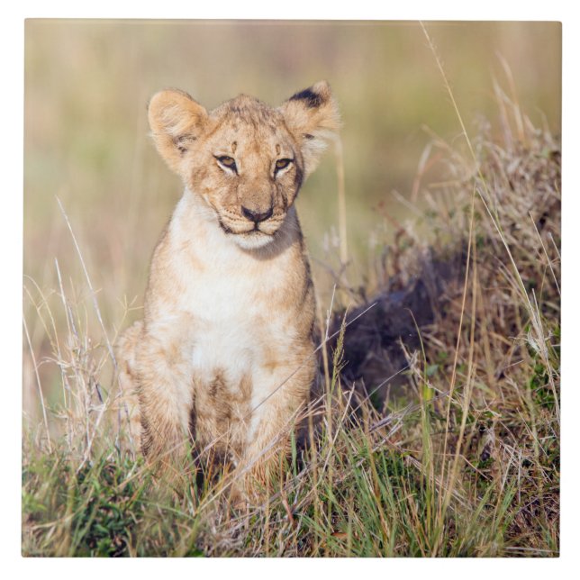 Unga lejona kakelplatta (Framsidan)