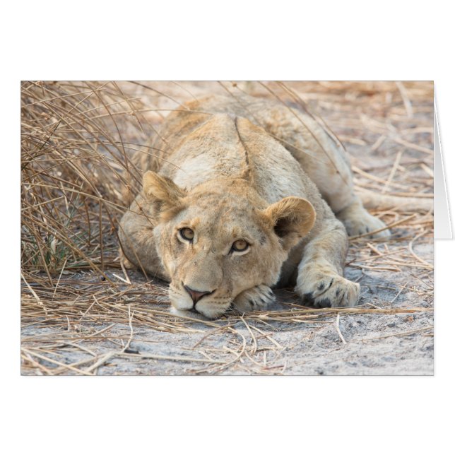 Unga lejona OBS kort (Framsidan Horizontal)