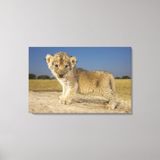 Unga lejona unge (Panthera leo), tittar Canvastryck