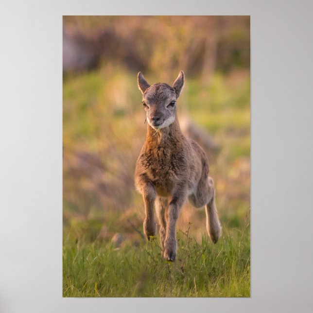 Unga Muflon i äng Vilda djur Fotografering Poster (Framsidan)