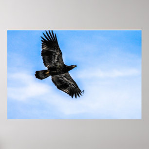 Unga Örn (flyg) Poster