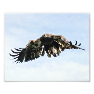 Unga Örn under flygning Fototryck