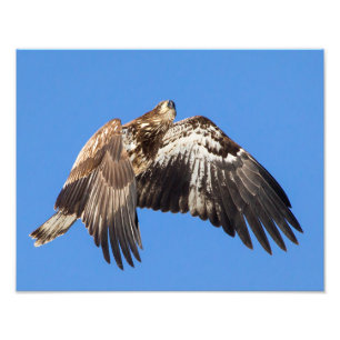 Unga Örn under flygning Fototryck
