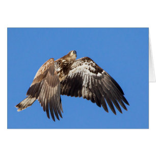 Unga Örn under flygning Hälsningskort