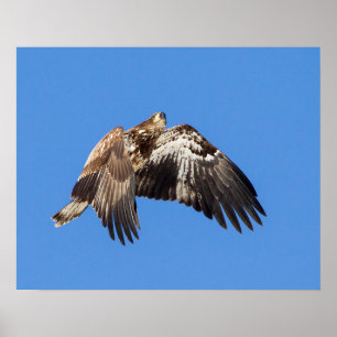Unga Örn under flygning Poster