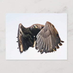 Unga Örn under flygning Vykort