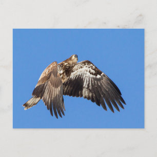 Unga Örn under flygning Vykort