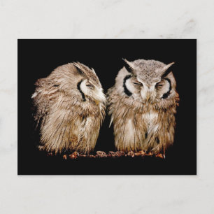 Unga Owlets Vykort