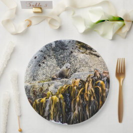 Unga Päls-sälen på Sten