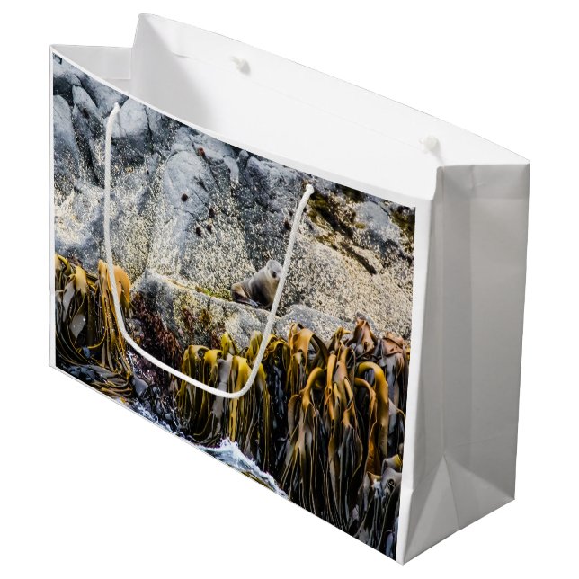 Unga Päls-sälen på Sten (Framsidan Vinklad)