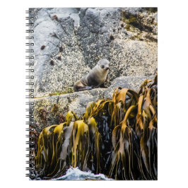 Unga Päls-sälen på Sten Anteckningsbok