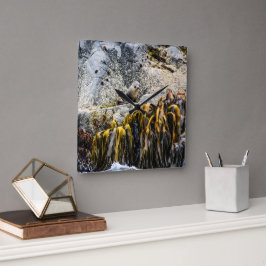 Unga Päls-sälen på Sten Fyrkantig Klocka