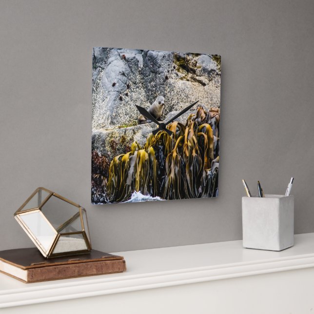 Unga Päls-sälen på Sten Fyrkantig Klocka (Kontor)