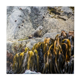 Unga Päls-sälen på Sten Kakelplatta