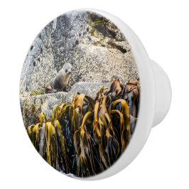 Unga Päls-sälen på Sten Knopp