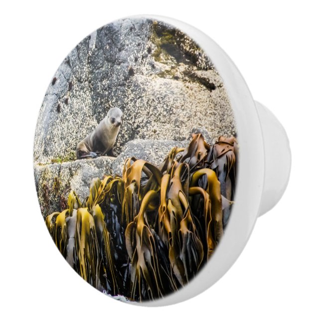 Unga Päls-sälen på Sten Knopp (Höger)