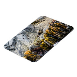 Unga Päls-sälen på Sten Magnet