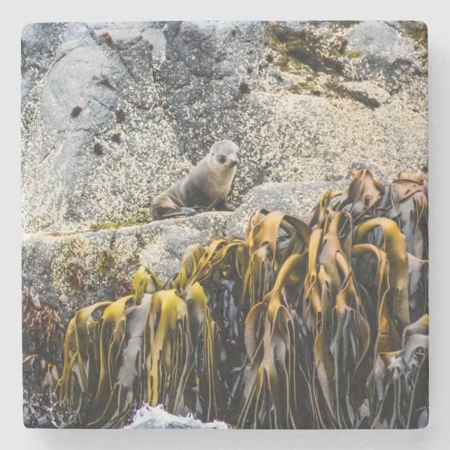 Unga Päls-sälen på Sten Stenunderlägg (Framsidan)