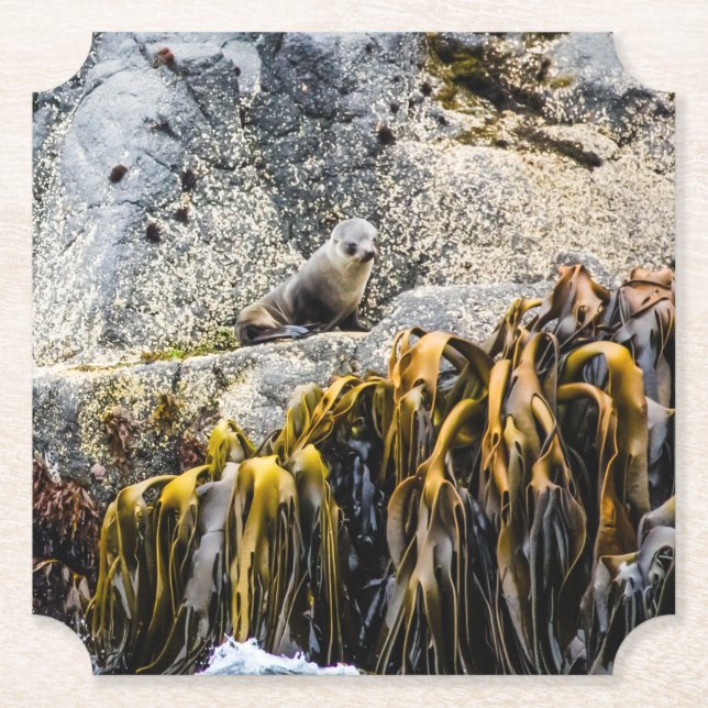 Unga Päls-sälen på Sten Underlägg Papper (Framsida)