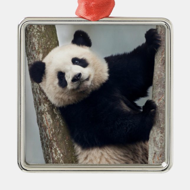 Unga Panda klättrar i träd, China Julgransprydnad Metall (Framsidan)
