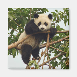 Unga pandagneter magnet