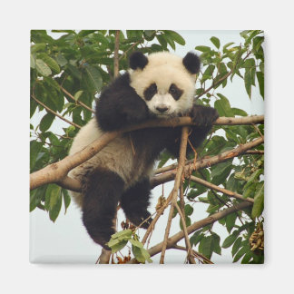 Unga pandagneter magnet